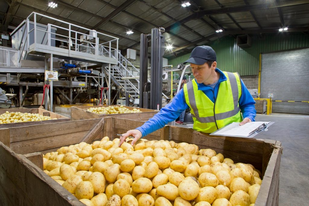 food inspector examining harvested potatoes