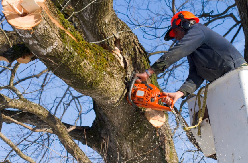 a tree surgeon with chainsaw